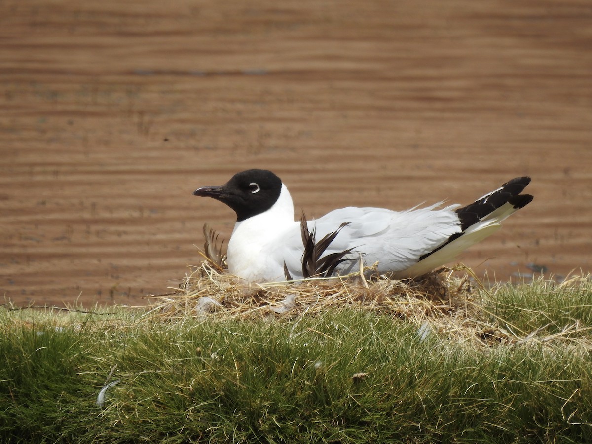 Andean Gull - ML195950131