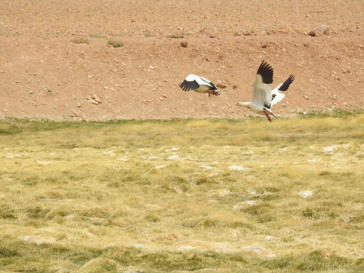 Andean Goose - ML195950791