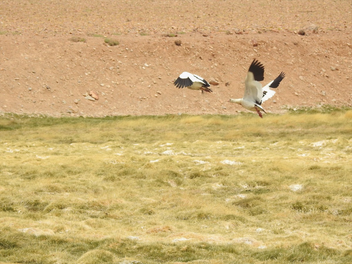 Andean Goose - ML195950791