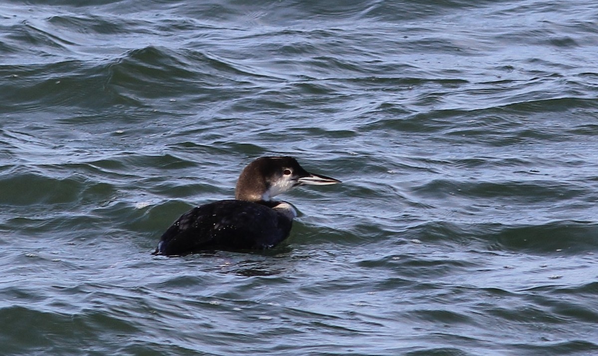 Plongeon huard - ML195951201