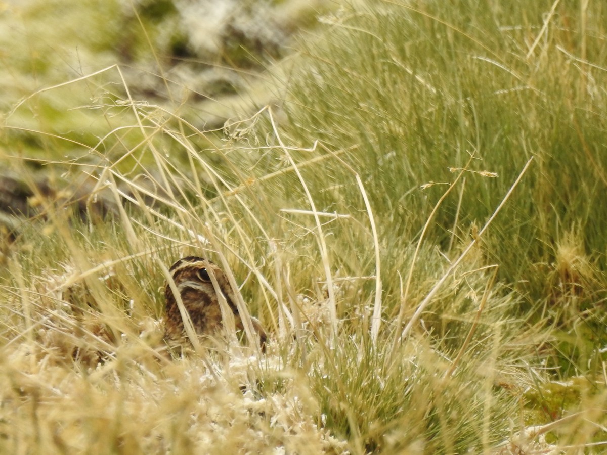 Puna Snipe - ML195951651