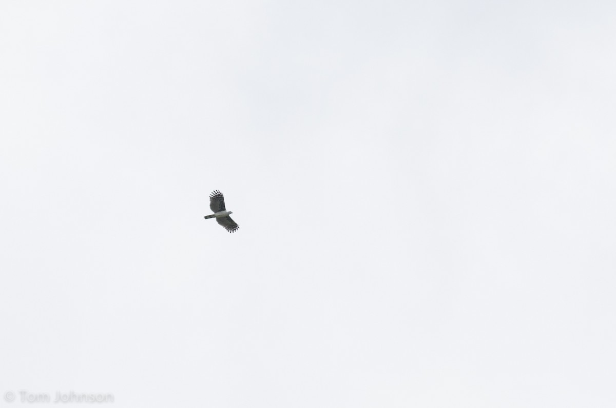 Gray-headed Kite - ML195951701