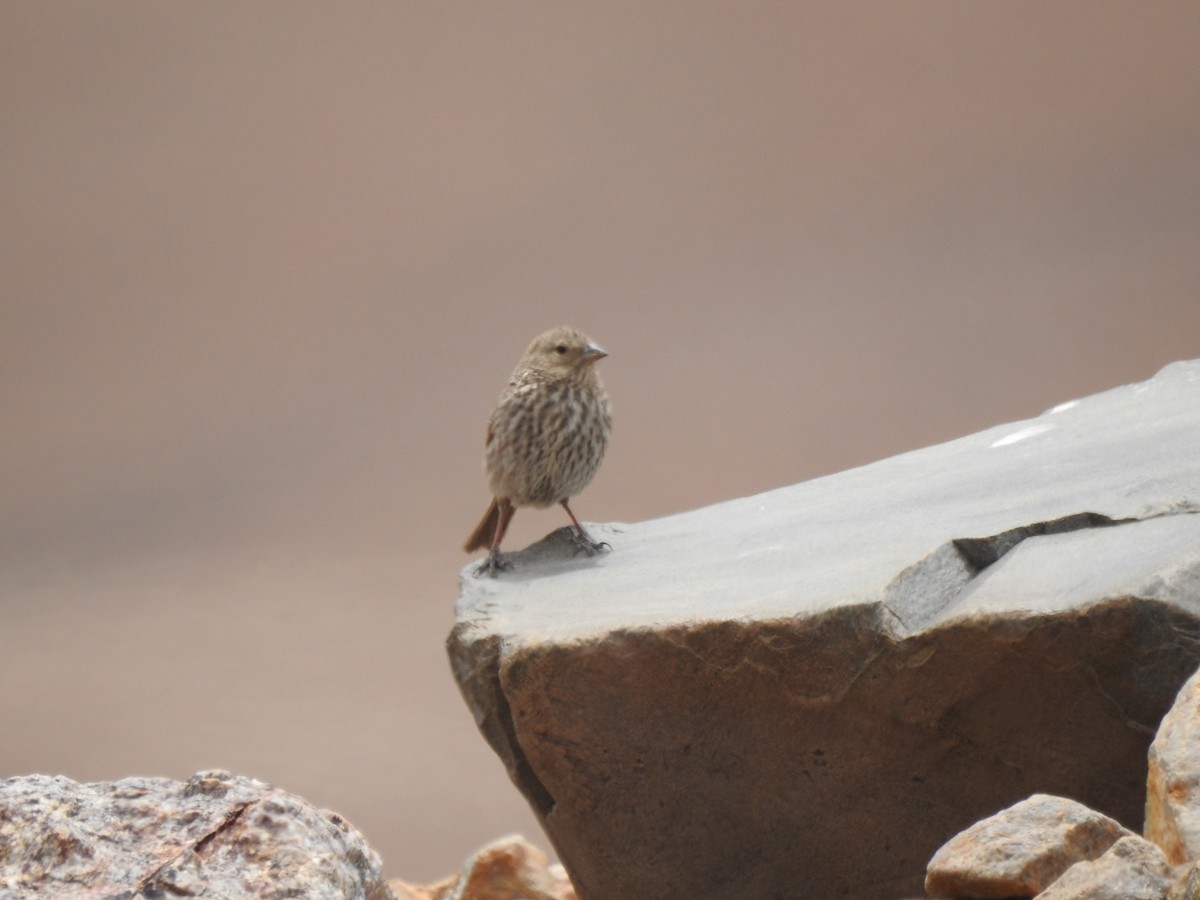 Plumbeous Sierra Finch - ML195952011