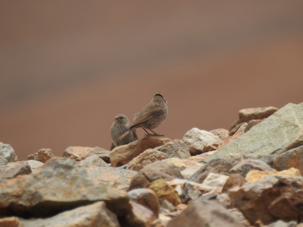 Plumbeous Sierra Finch - ML195952181