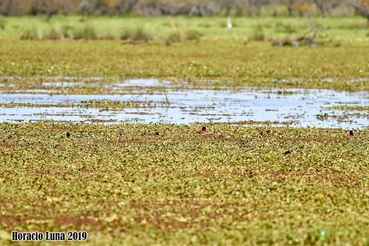 Masked Duck - ML195952241