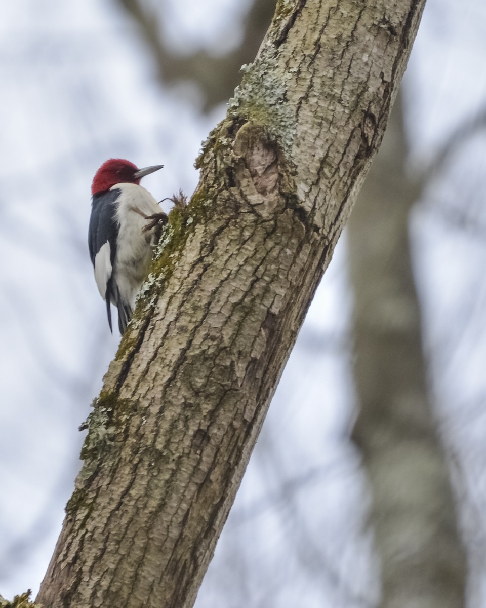 Red-headed Woodpecker - ML195952291