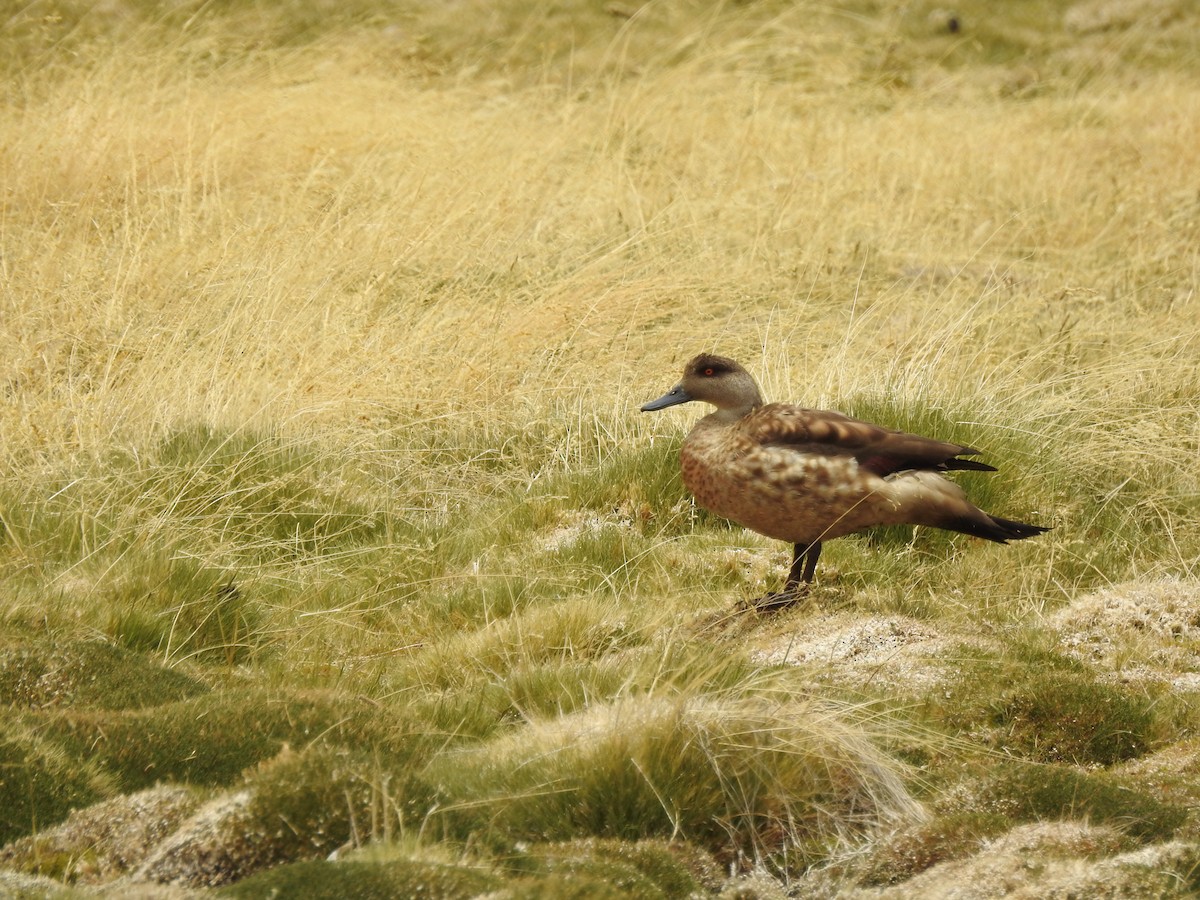 Crested Duck - Saskia Hostens