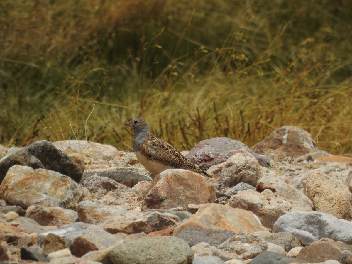 Gray-breasted Seedsnipe - ML195952561