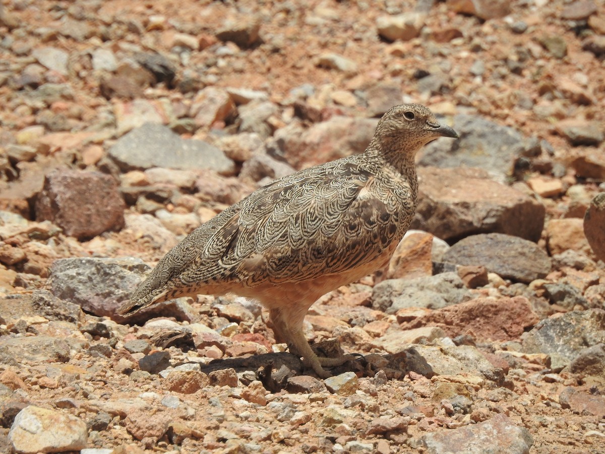 Rufous-bellied Seedsnipe - ML195953021