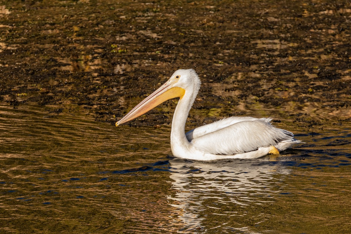 American White Pelican - Mike Andersen