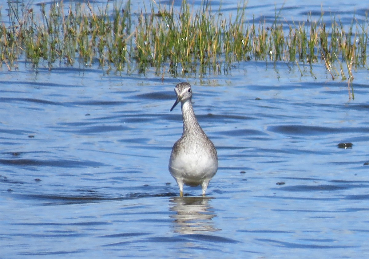 Greater Yellowlegs - ML195954181