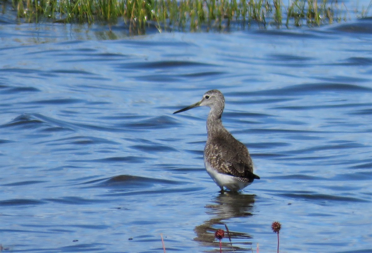 Greater Yellowlegs - ML195954201