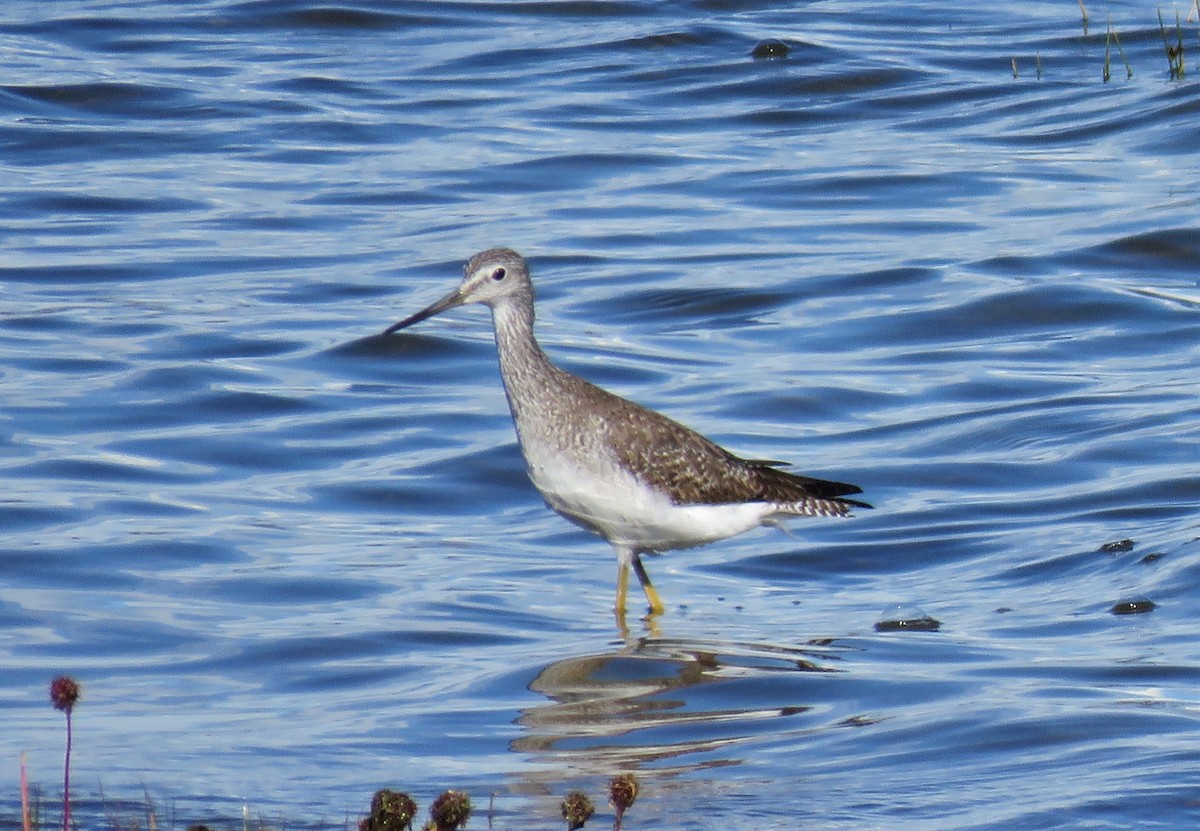 Greater Yellowlegs - Cristóbal Robinson