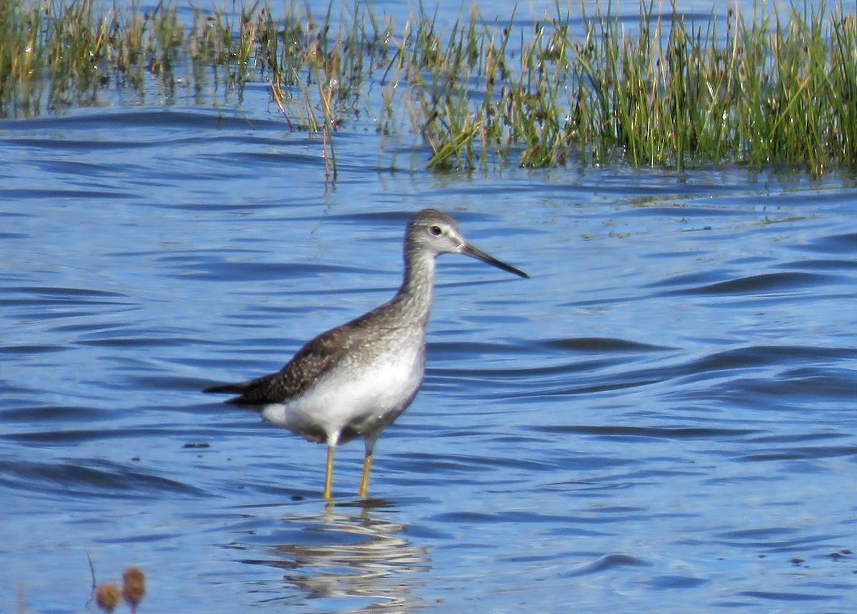 Greater Yellowlegs - ML195954241