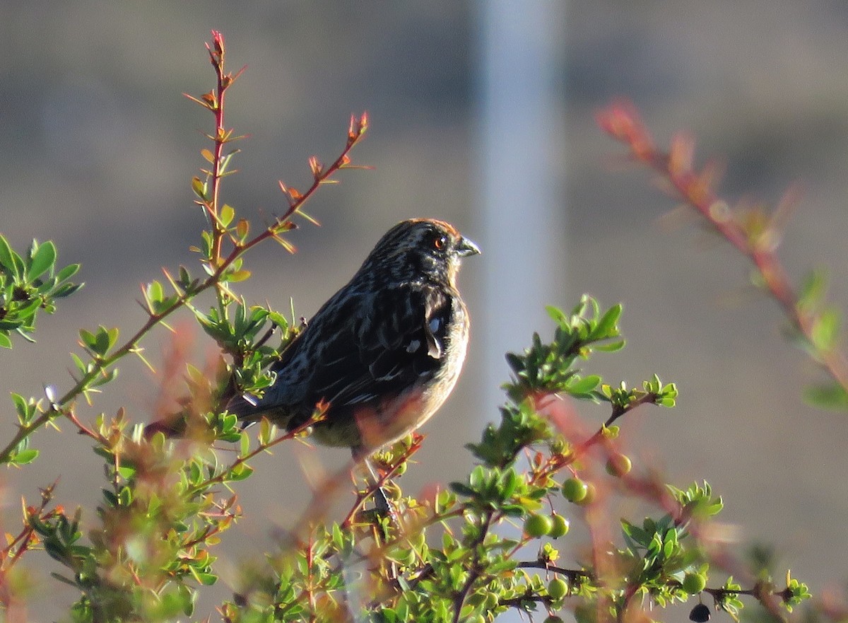 Rufous-tailed Plantcutter - ML195954251