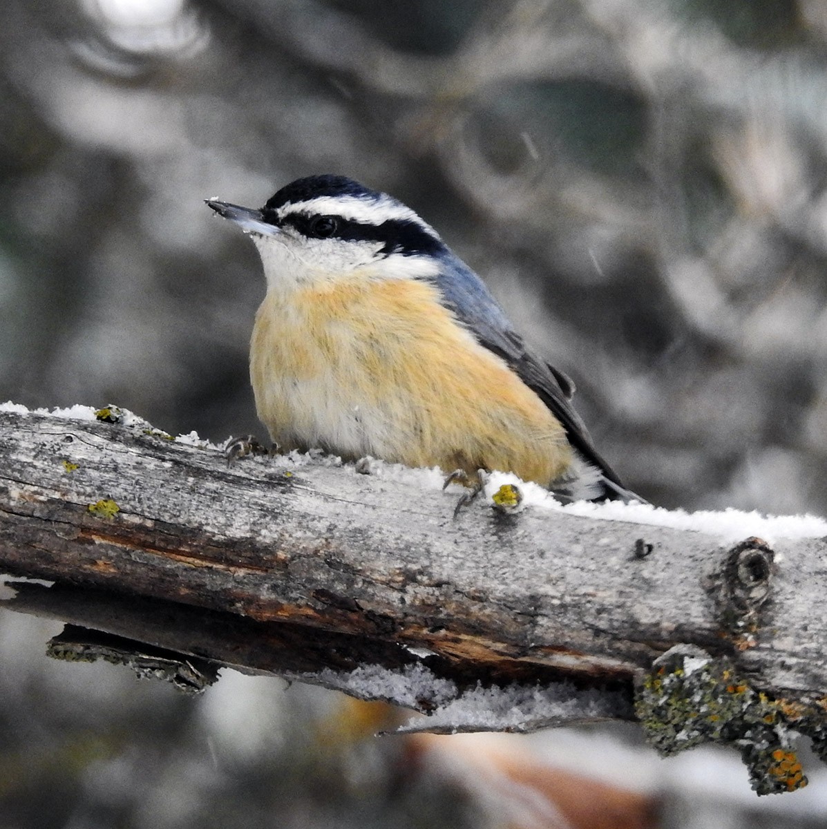 Red-breasted Nuthatch - ML195954571