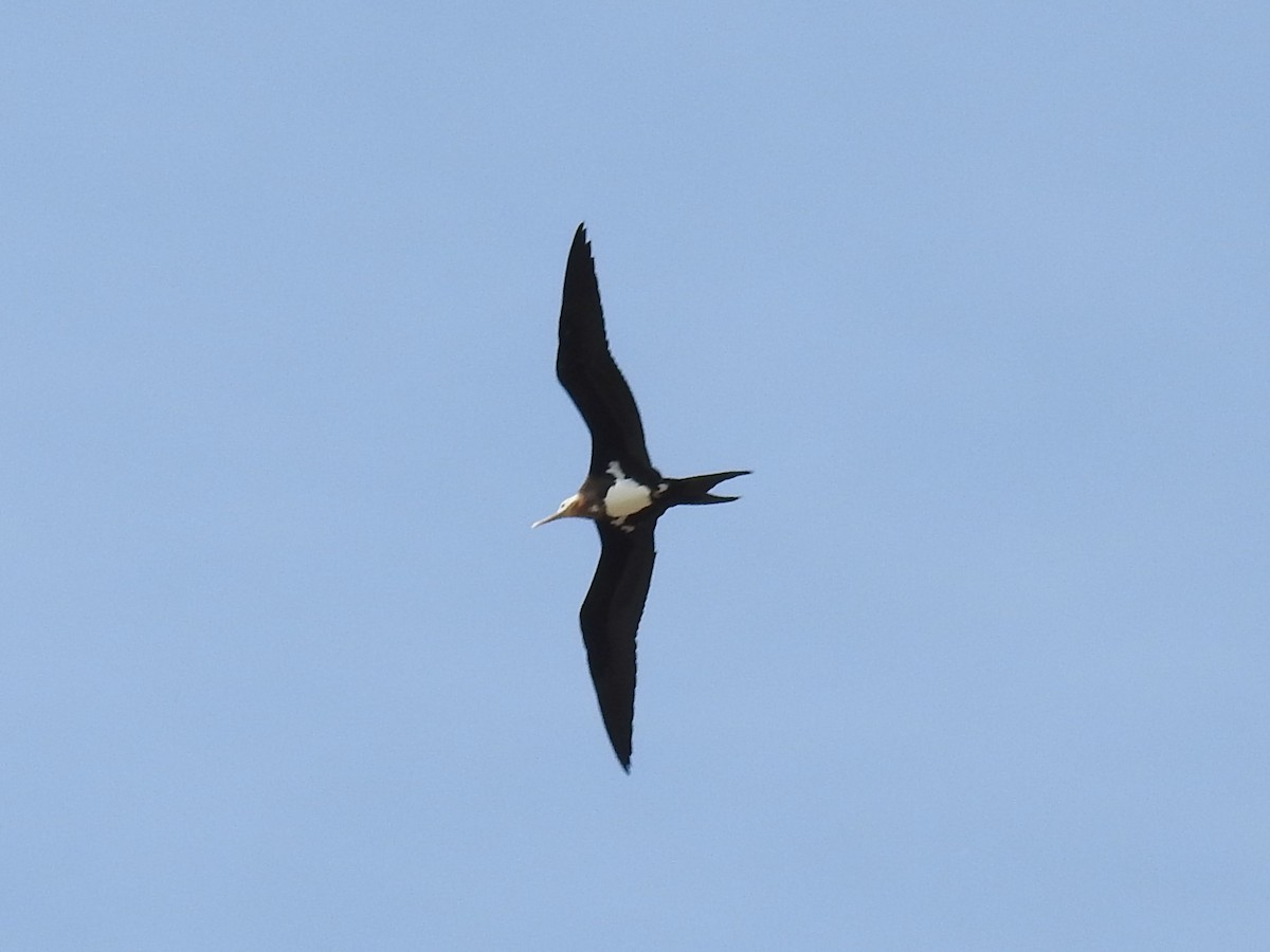 Bindenfregattvogel - ML195955011