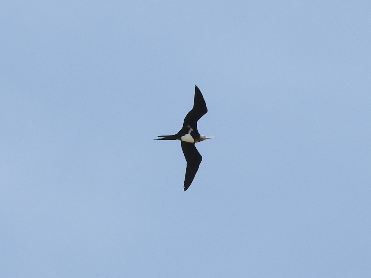 Great Frigatebird - ML195955051