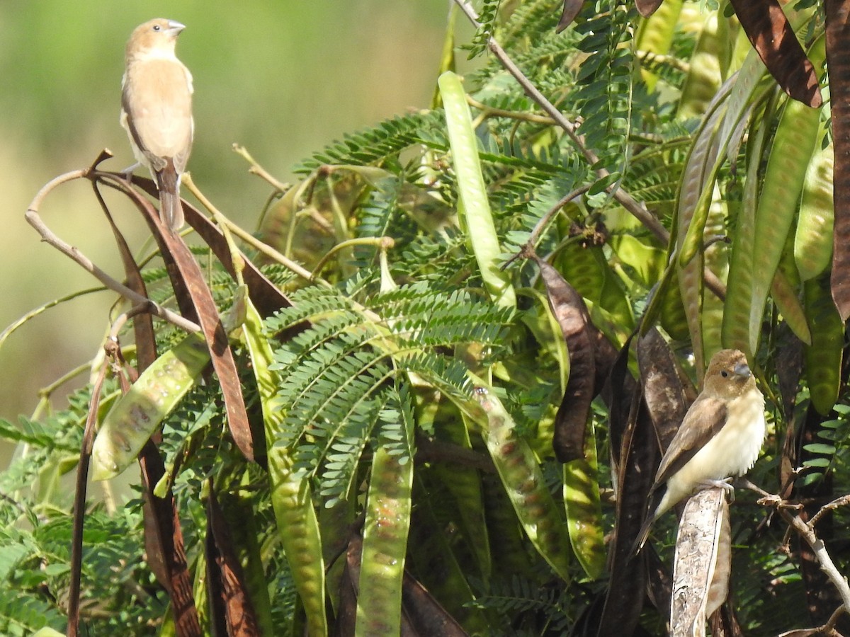 African Silverbill - ML195955151