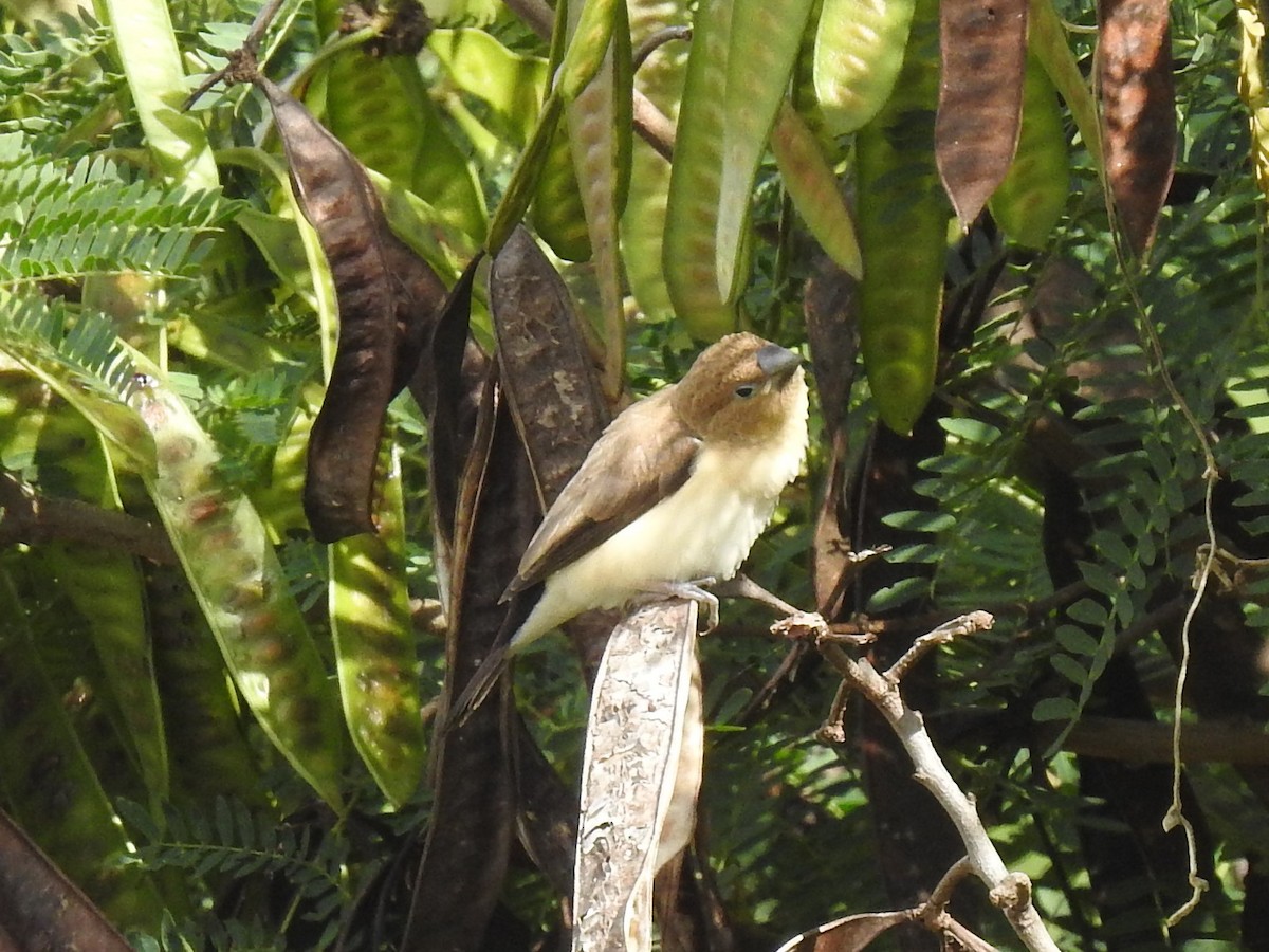 Capuchino Picoplata Africano - ML195955161