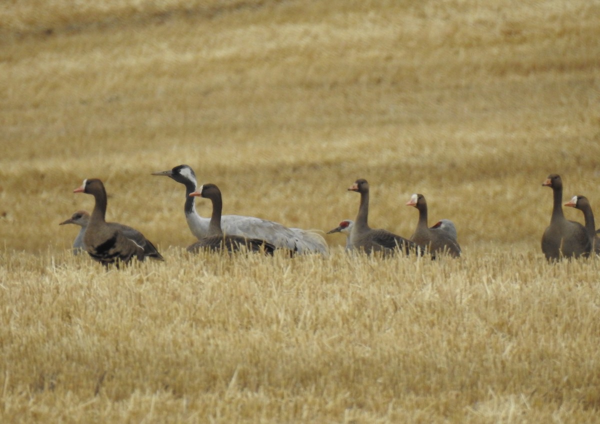 Common Crane - Chris Coxson