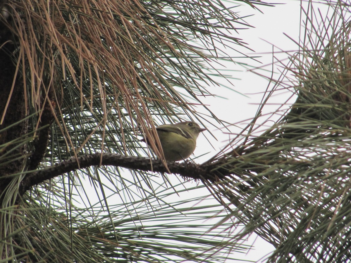 Hutton's Vireo - ML195957371