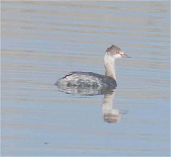 Eared Grebe - ML195957601