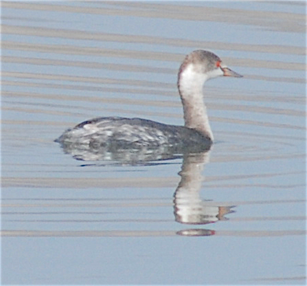 Eared Grebe - ML195957611