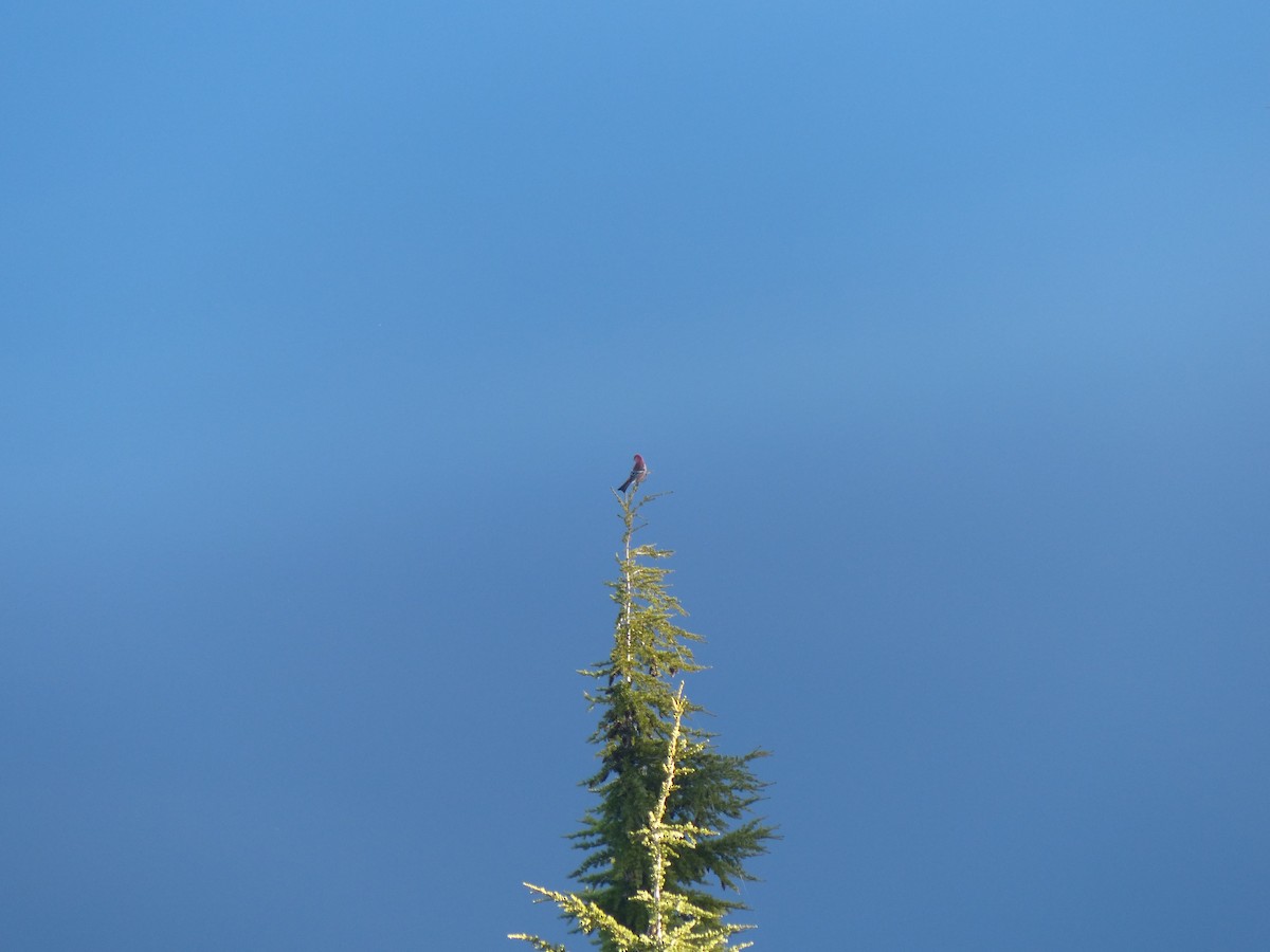 Pine Grosbeak (Pacific Northwest) - Erik Haney
