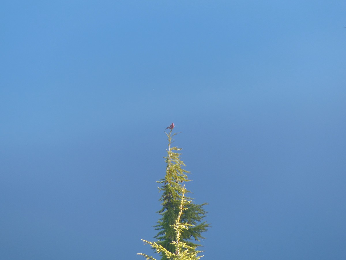 Pine Grosbeak (Pacific Northwest) - Erik Haney