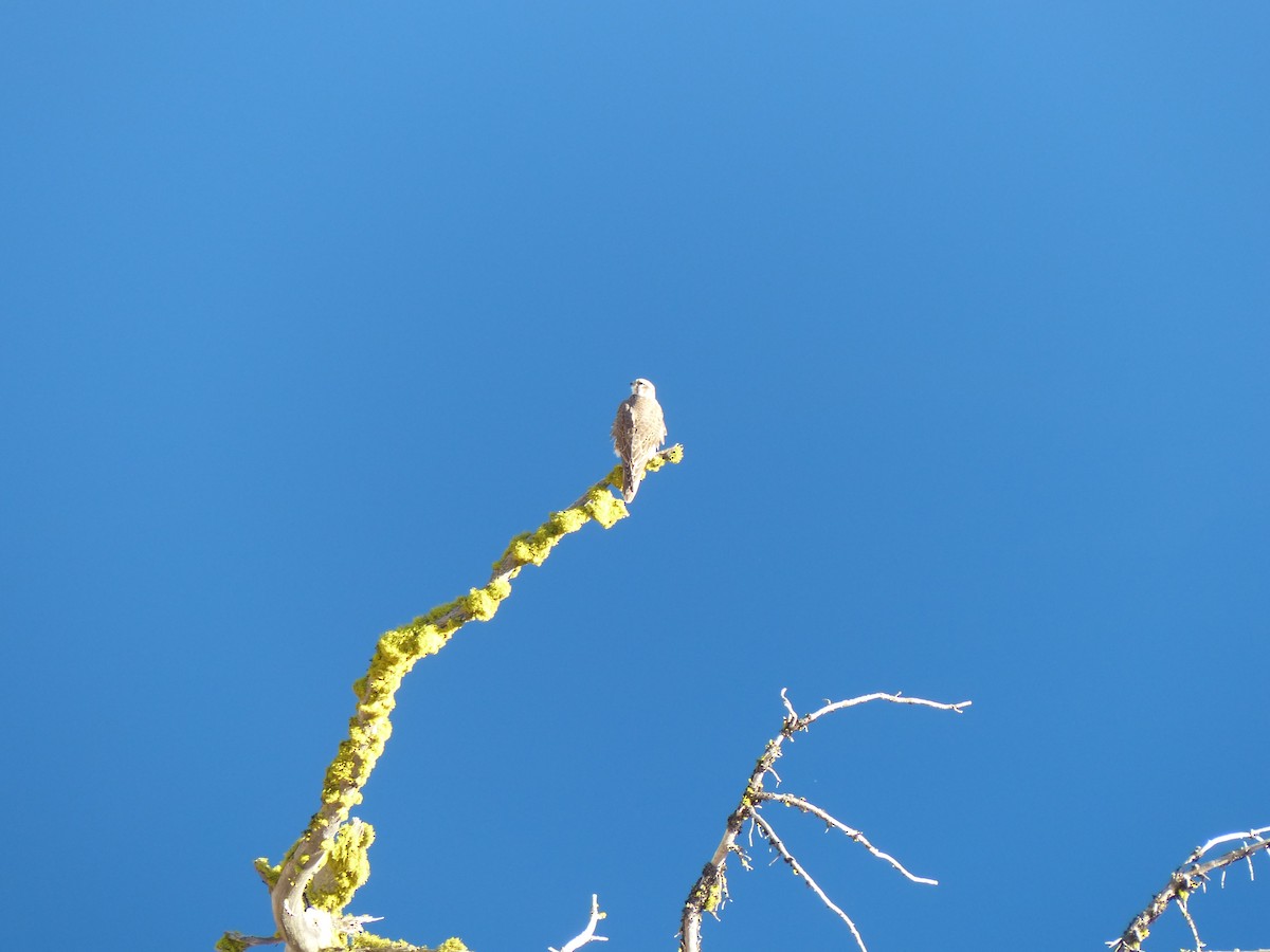 Prairie Falcon - ML195958911