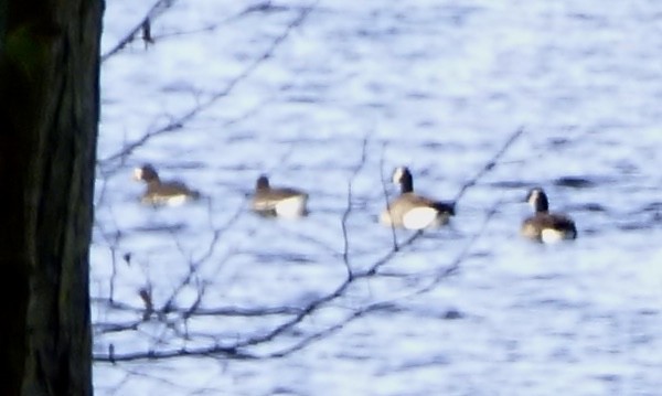 Greater White-fronted Goose - JC Fazio-Cohen