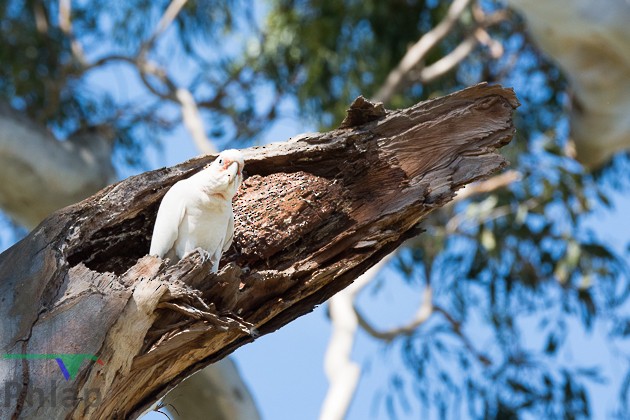 Long-billed Corella - ML195964711