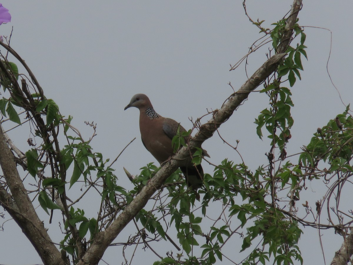Spotted Dove - ML195965001