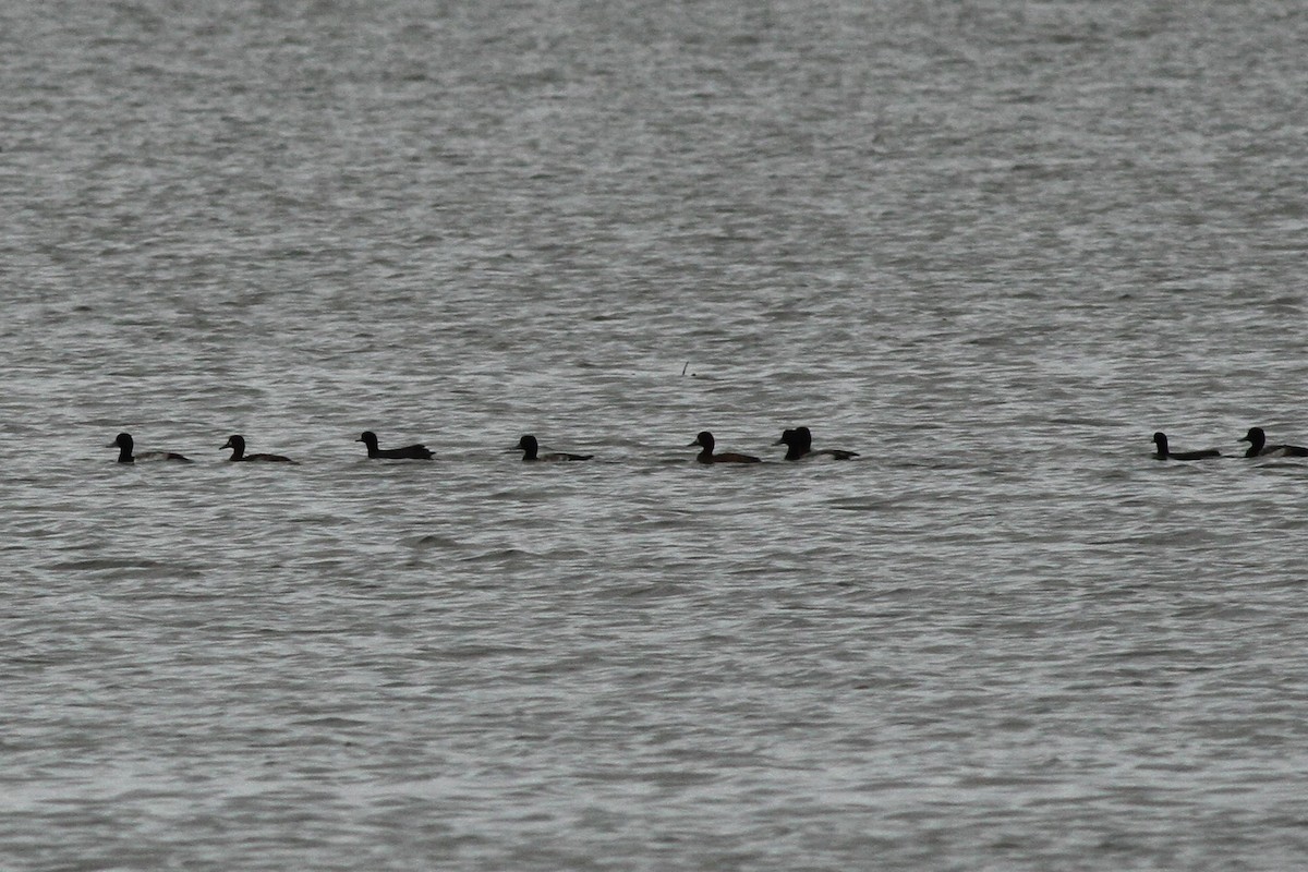 Greater Scaup - ML195965021