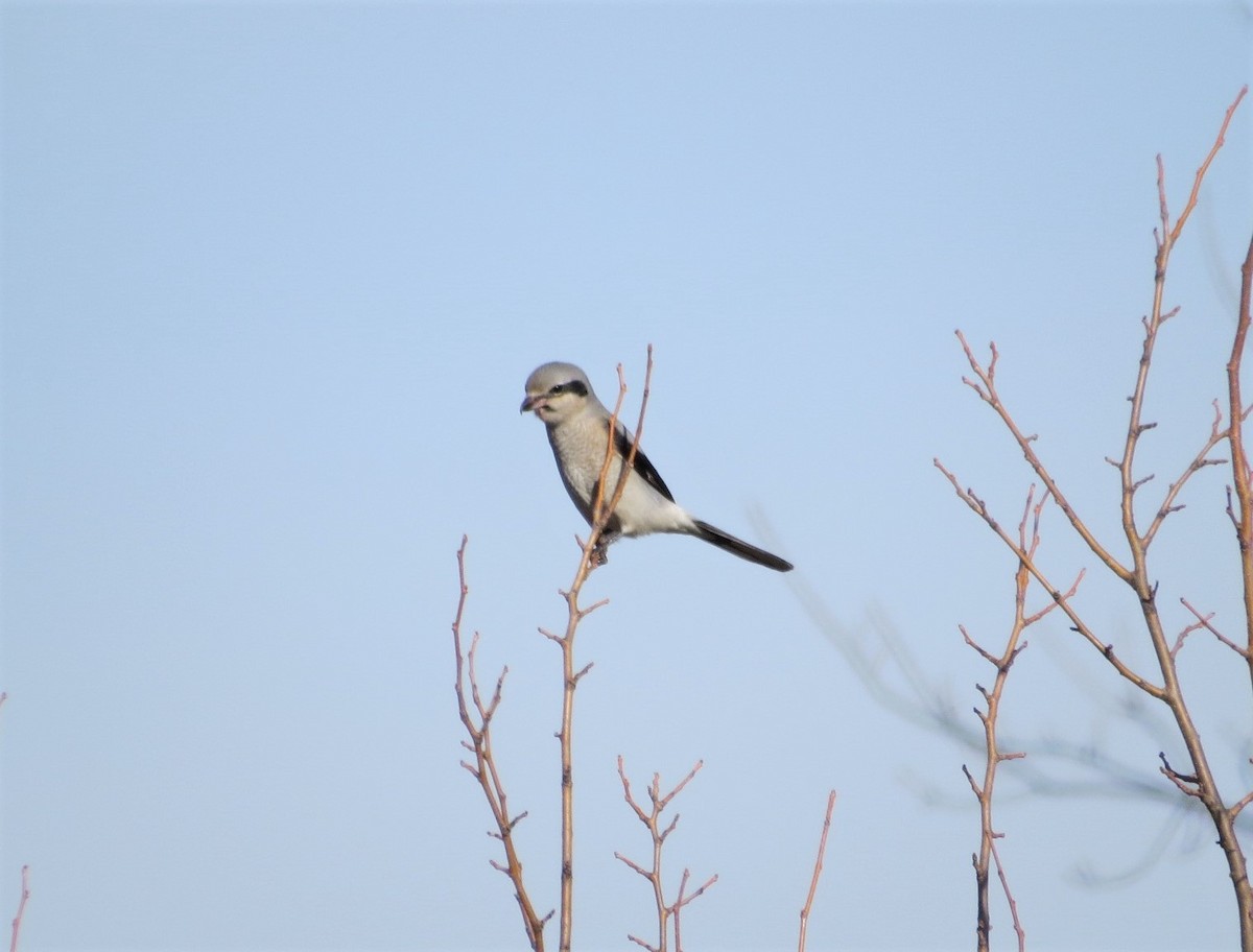 Northern Shrike - ML195965051