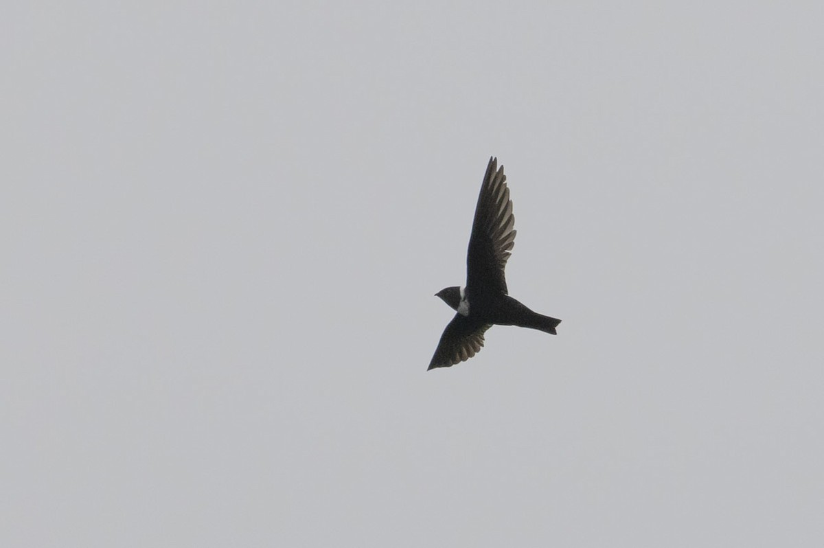 White-collared Swift - Michael Todd