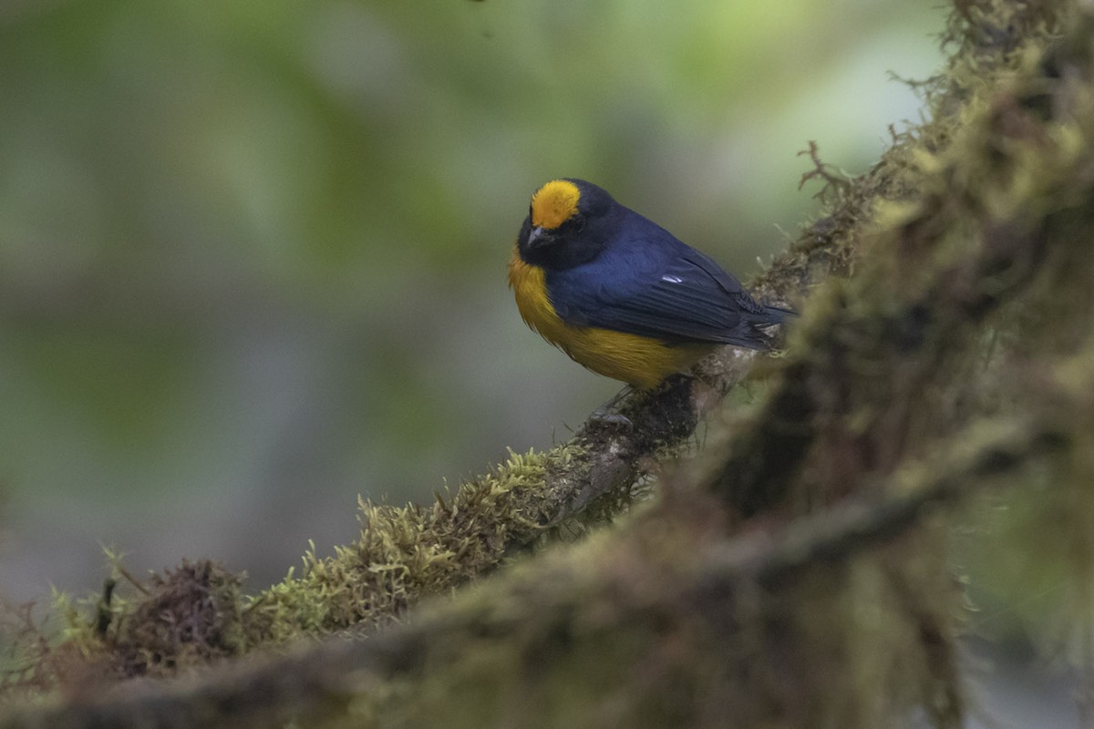 Orange-bellied Euphonia - ML195966581