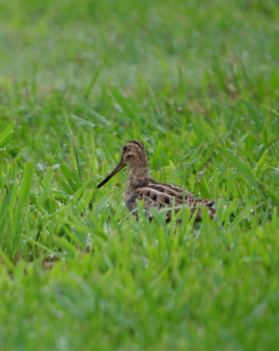 Latham's Snipe - ML195966991