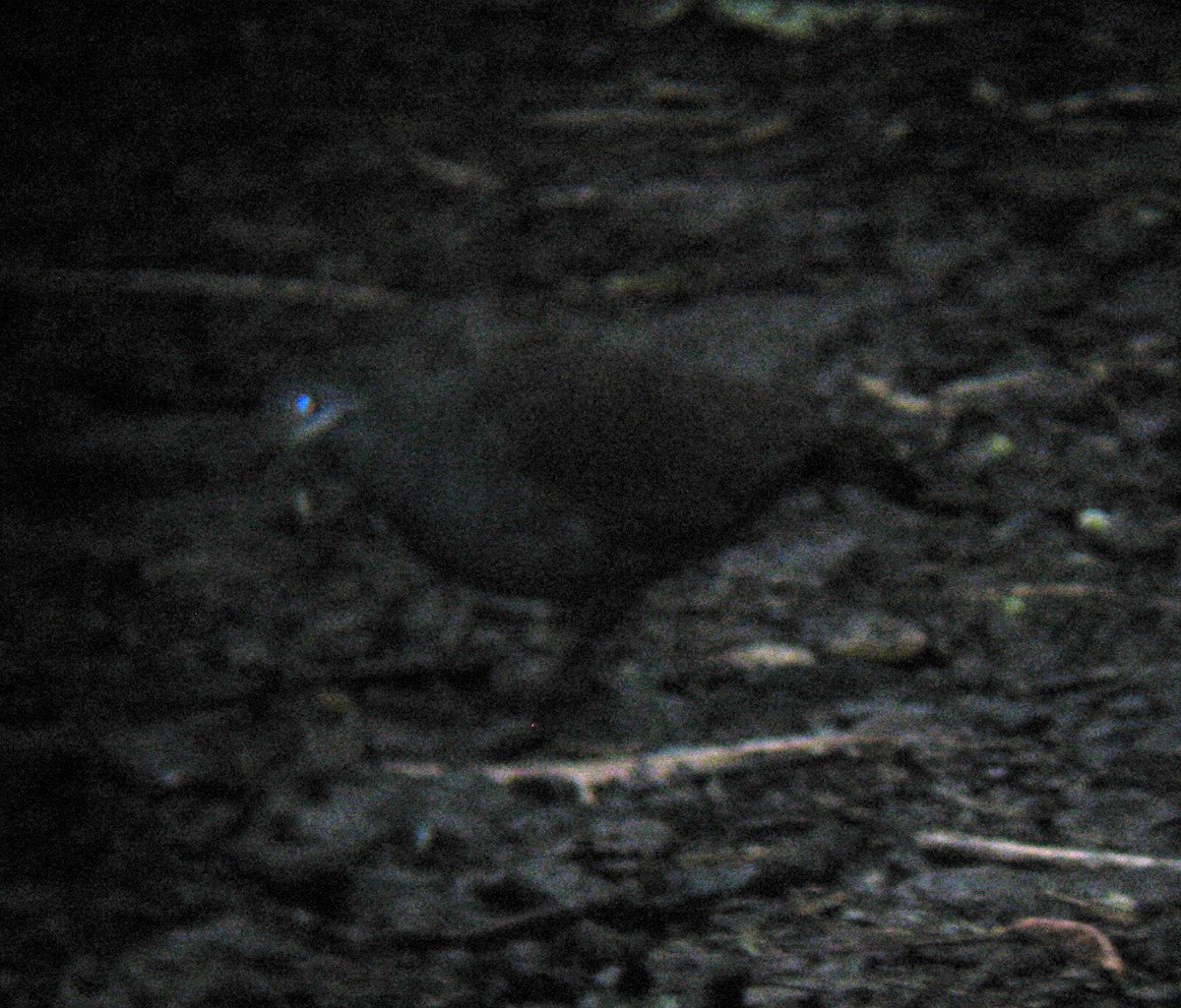 holub kostarický - ML195967601