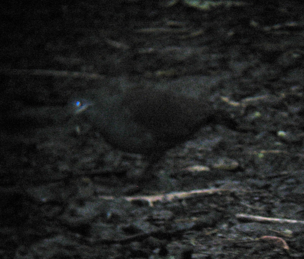 Buff-fronted Quail-Dove - Jason Fidorra