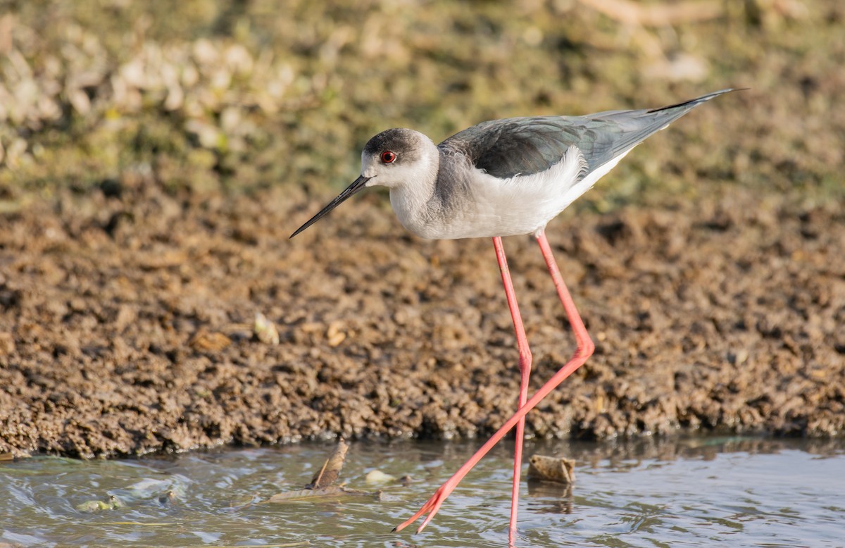 Black-winged Stilt - ML195967861