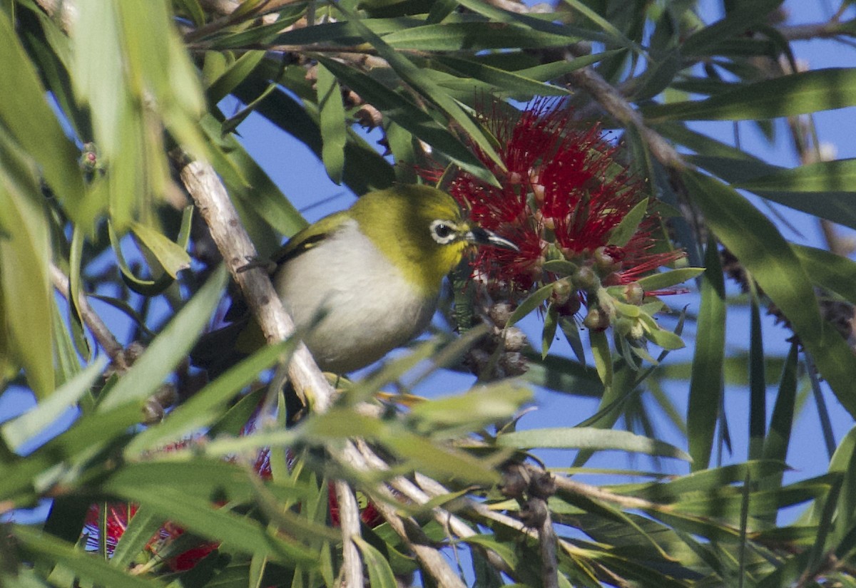 Swinhoe's White-eye - ML195968001