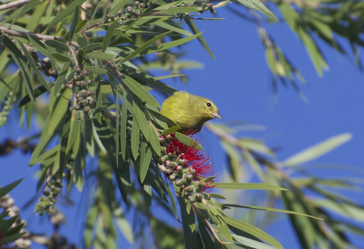 Orange-crowned Warbler - ML195968061