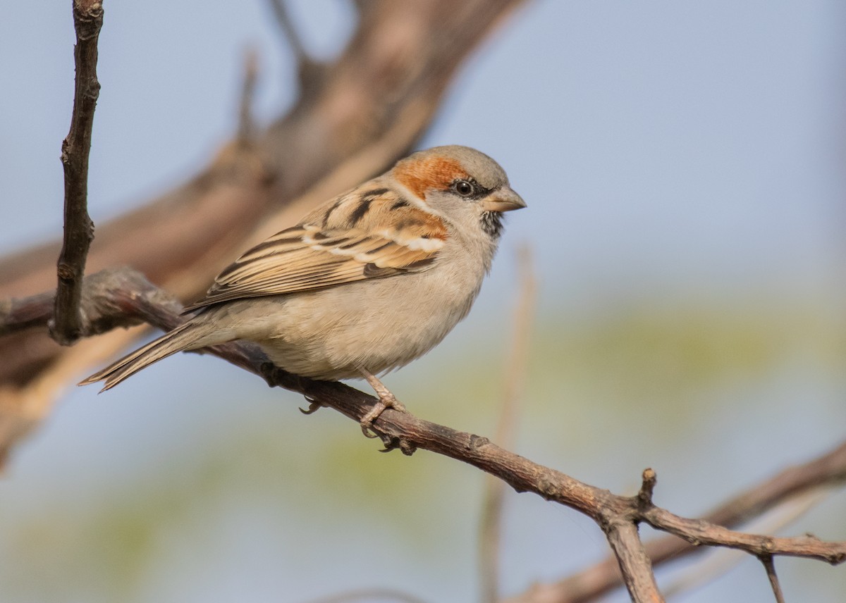Sind Sparrow - Dr. Pankaj Chibber