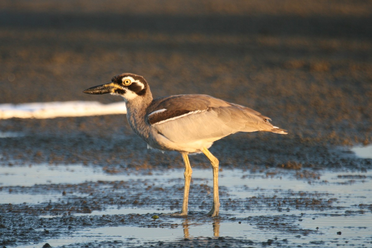 Beach Thick-knee - Chris Murray