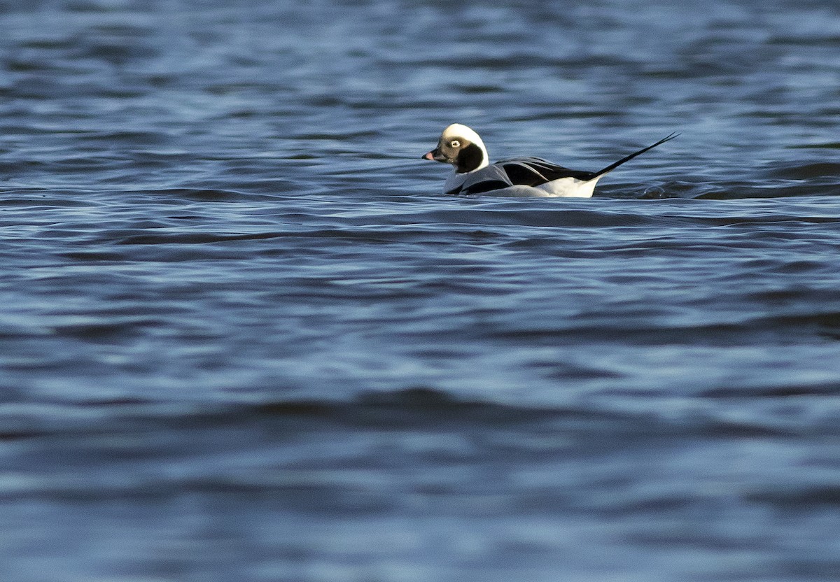 Long-tailed Duck - John Gluth