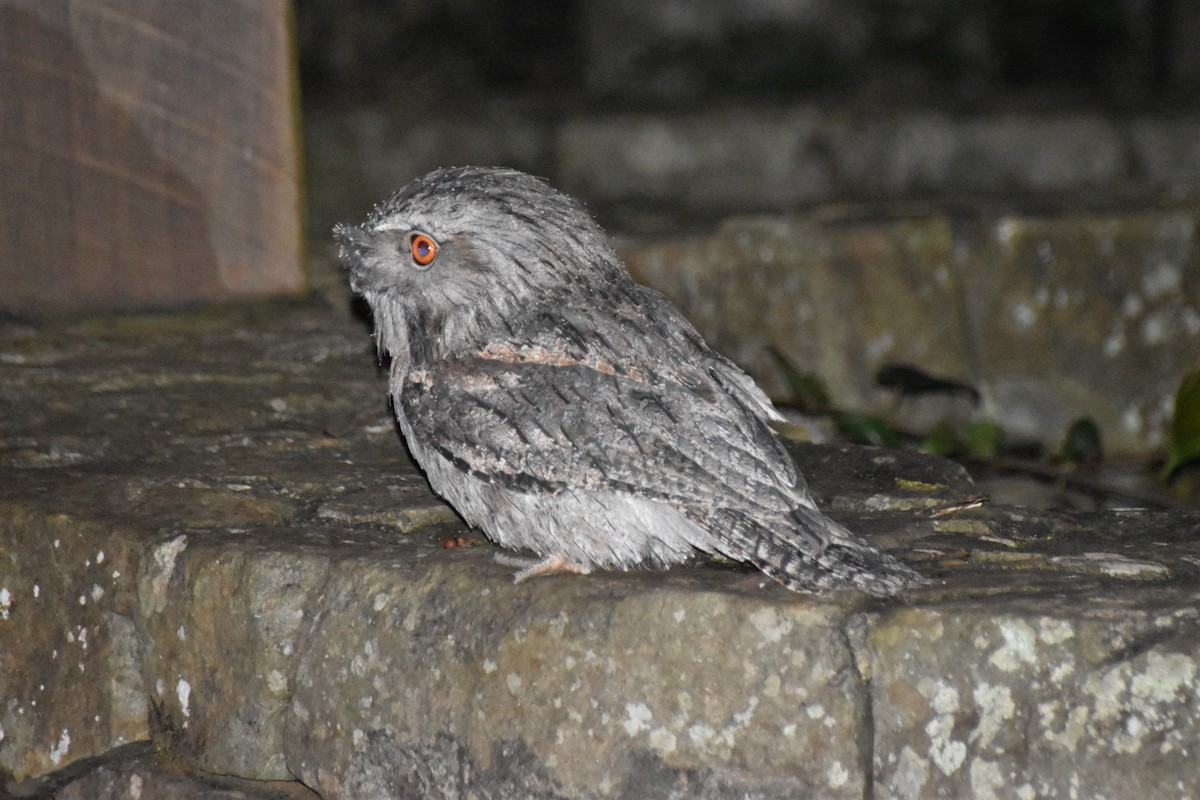 Tawny Frogmouth - ML195971081