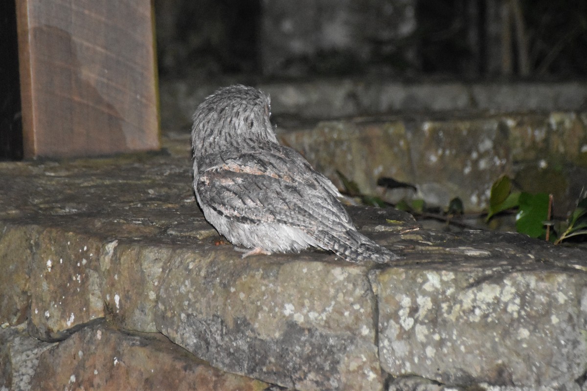 Tawny Frogmouth - ML195971091