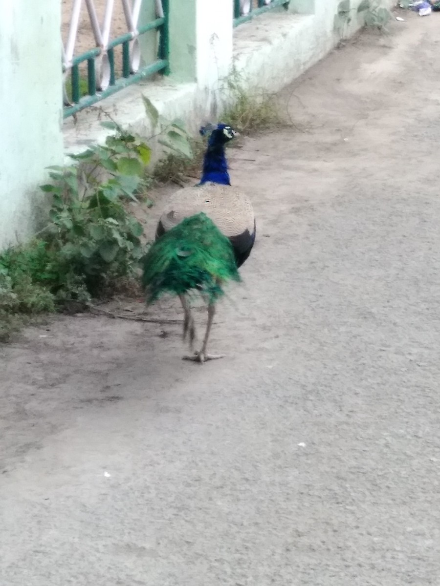 Indian Peafowl - ML195972221